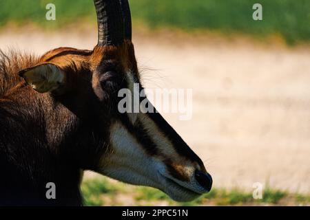 Nahaufnahme der Zobelantilope (Hippotragus niger) an einem sonnigen Tag Stockfoto