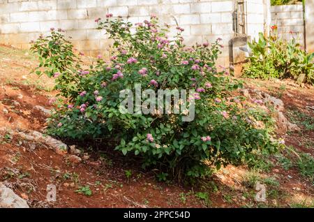Pink, Gelb und Weiß, Lantana Flowers am Straßenrand Stockfoto