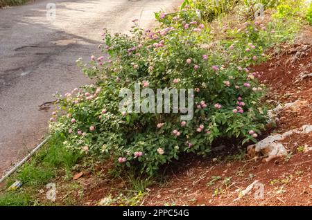 Pink, Gelb und Weiß, Lantana Flowers am Straßenrand Stockfoto