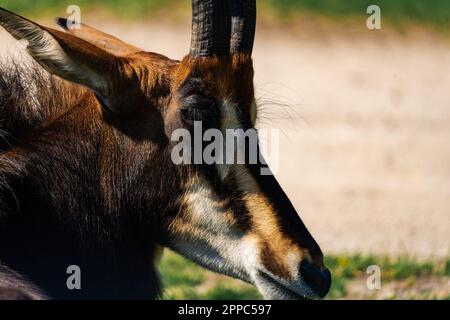 Nahaufnahme der Zobelantilope (Hippotragus niger) an einem sonnigen Tag Stockfoto