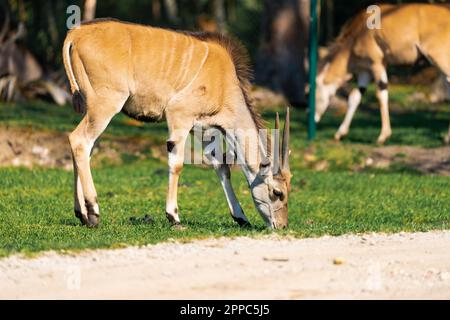 Das Gemeindeland (Taurotragus oryx), auch bekannt als Südland oder Antilope Stockfoto