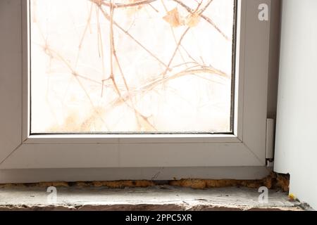 Reparatur der Neigung am Fenster, Pilze am Fenster, Fenster in der Wohnung Stockfoto