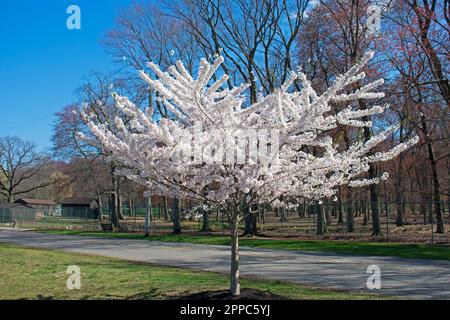 Kirschblütenbaum mit weißen Blüten in voller Blüte im Thompson Park, Monroe, New Jersey, an einem sonnigen Frühlingstag vor einem strahlend blauen Himmel -01 Stockfoto