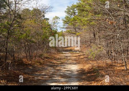 Zufahrtsstraße zum Feuerwehrauto durch Eiche und Kiefer in Cape Cod, Massachusetts Stockfoto