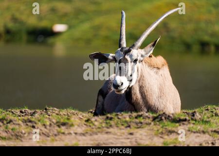 Der Gemsbok oder die südafrikanische Oryx (Oryx gazella), die auf dem Gras liegen Stockfoto