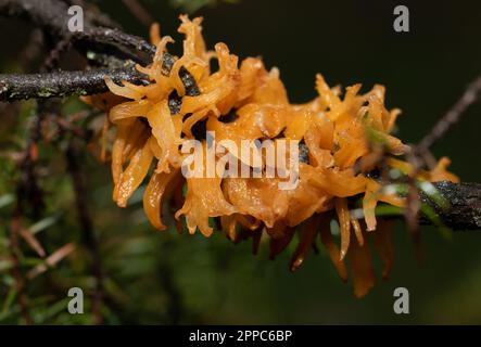 Nahaufnahme eines hellroten Weißdorngitters (Gymnosporangium clavariiforme) mit deutlich sichtbaren Läufern. Der Pilz wächst auf dem trockenen Zweig eines Tr Stockfoto