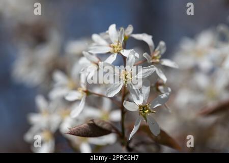 Nahaufnahme der zarten weißen Blumen der Felsenperle (Amelanchier Lamarckii), die im Frühling vor einem blauen Himmel wachsen. Die jungen Blätter sind etwas reif Stockfoto