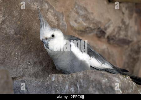 Cockatiel draußen auf einem Ast. Hochwertiges Foto Stockfoto