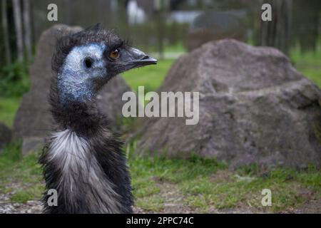 Die wwu. Dromaius novaehollandiae-Vogel auf der Wiese, endemisches Tier in der Familie Casuariidae, einheimisch in Australien. Hochwertiges Foto Stockfoto