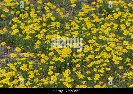 Fineleaf Fournerved Daisy, Tetraneuris linearifolia Stockfoto