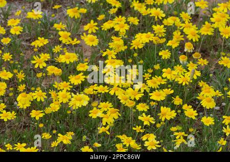 Fineleaf Fournerved Daisy, Tetraneuris linearifolia Stockfoto