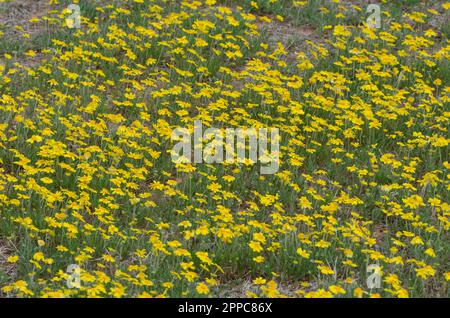 Fineleaf Fournerved Daisy, Tetraneuris linearifolia Stockfoto