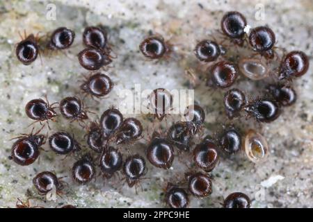 Nahaufnahme von Käfermilben, auch als Orbatidmilben bekannt. Eine Gruppe Arachniden unter einem Stein. Stockfoto