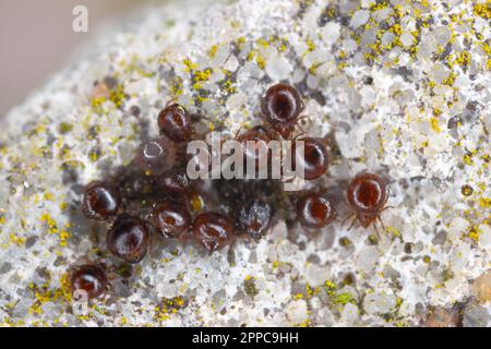 Nahaufnahme von Käfermilben, auch als Orbatidmilben bekannt. Eine Gruppe Arachniden unter einem Stein. Stockfoto