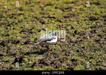 Der eurasischen Austernfischer (Haematopus ostralegus) auch die gemeinsame pied Austernfischer bekannt Stockfoto