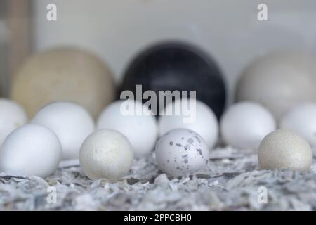 Mischen Sie die Eier in einer Reihe nach Größe. Hochwertiges Foto Stockfoto