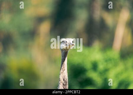 Der gewöhnliche Strauß (Struthio camelus), oder einfach Strauß Stockfoto