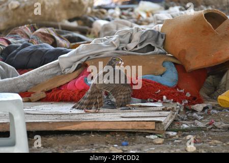 Der eurasische Sparrowhawk, der auf dem Boden steht und eine Taube isst Stockfoto