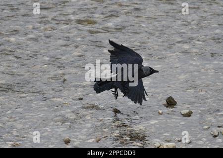 Eine Krähe fliegt über das Wasser des Flusses Stockfoto