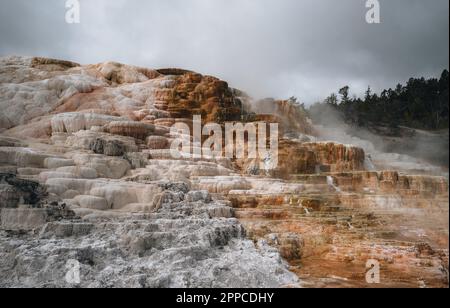 Blick von der Seite auf Canary Spring und Terrassen in der Mammoth Hot Spring Area im Yellowstone National Park, wyoming, USA. Stockfoto