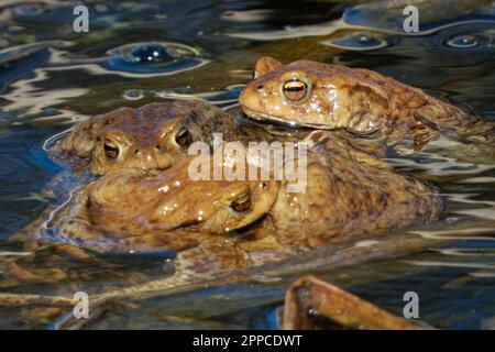 Die Kröte ist ein Frosch, der in ganz Europa, im westlichen Teil Nordasiens und in einem kleinen Teil Nordwestafrikas zu finden ist. Stockfoto