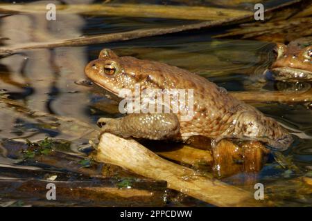 Die Kröte ist ein Frosch, der in ganz Europa, im westlichen Teil Nordasiens und in einem kleinen Teil Nordwestafrikas zu finden ist. Stockfoto