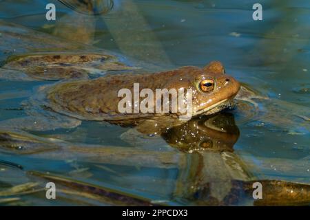 Die Kröte ist ein Frosch, der in ganz Europa, im westlichen Teil Nordasiens und in einem kleinen Teil Nordwestafrikas zu finden ist. Stockfoto