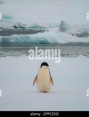 Adelie-Pinguin in der Antarktis, umgeben von Schnee und Eis mit leichtem Schneefall in sanftem Licht. Auf Seeis stehen. Stockfoto