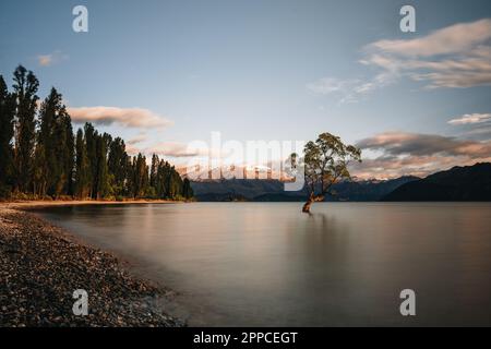 Wunderschöner Baum im Lake Wanaka, aufgenommen bei Sonnenaufgang. Langzeitbelichtung. Reisekonzept, Neuseeland. Stockfoto