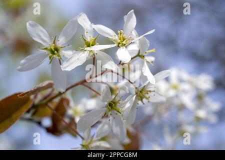 Juneberry auch verschneiter mespilus. deutsch Kupfer-Felsenbirne auch Korinthenbaum. Amelanchier Lamarckii. Hochwertiges Foto Stockfoto