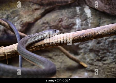 Eine Schwarze Mamba, Dendroaspis polylepis, gefangen, giftige Schlange Stockfoto