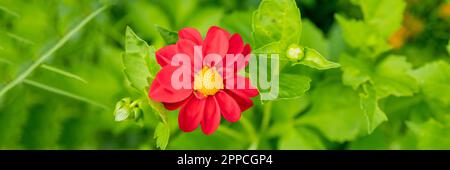 Wunderschöne rote Dahlia-Blüte im Garten. Ein wunderschönes Bild von der roten Dahlia. Blumentapete auf grünem, natürlichem Hintergrund. Sommerherbstgarten Stockfoto