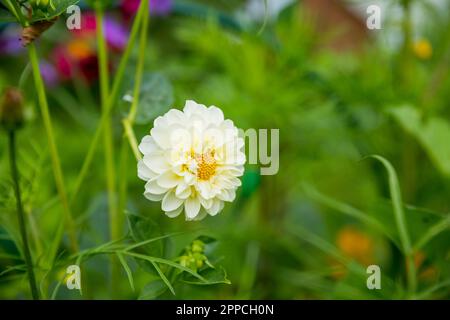 Herrliche Dahlia Eveline, dekorative weiße Dahlia im Garten. Blumentapete auf grünem, natürlichem Hintergrund. Sommerherbstgarten Stockfoto