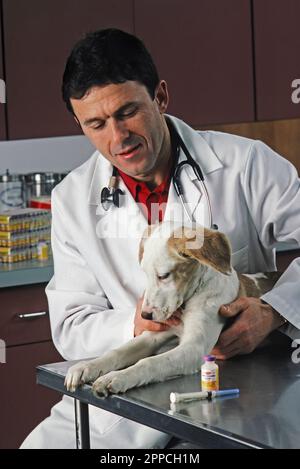 Kaukasischer Tierarzt untersucht einen Mischhund Stockfoto