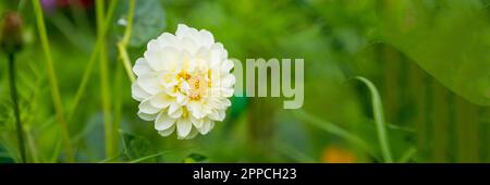 Herrliche Dahlia Eveline, dekorative weiße Dahlia im Garten. Blumentapete auf grünem, natürlichem Hintergrund. Sommerherbstgarten Stockfoto