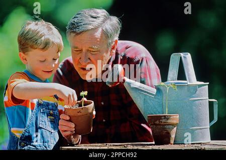 Großvater und Enkel Pflanzen Setzlinge in einem Blumentopf Stockfoto