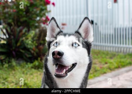 Sibirisches Husky-Porträt mit offenem Mund an einem Sommertag. Hundeporträt. Husky-Rasse. Blauäugiger Hund. Wunderschöne sibirische kräftige Schwarz-Weiß-Farbe mit Stockfoto