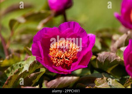 Leuchtend pinkfarbene Pfingstrose blüht im Frühlingsgarten. Pflanze der Familie 'Paeoniaceae'. Dublin, Irland Stockfoto