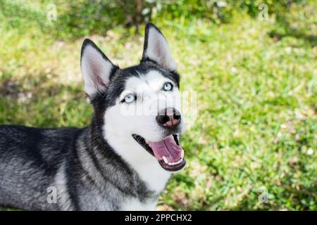 Sibirisches Husky-Porträt mit offenem Mund an einem Sommertag. Hundeporträt. Husky-Rasse. Blauäugiger Hund. Wunderschöne sibirische kräftige Schwarz-Weiß-Farbe mit Stockfoto