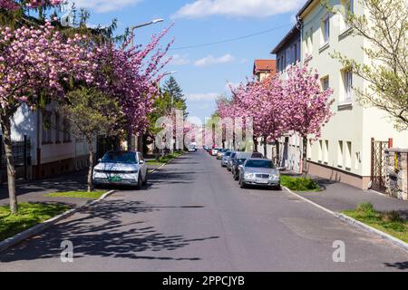 Rosafarbene japanische Kirsche (Prunus serrulata oder Cerasus serrulata) blühende Bäume auf beiden Seiten der Straße, Alsolover utca, Sopron, Ungarn Stockfoto