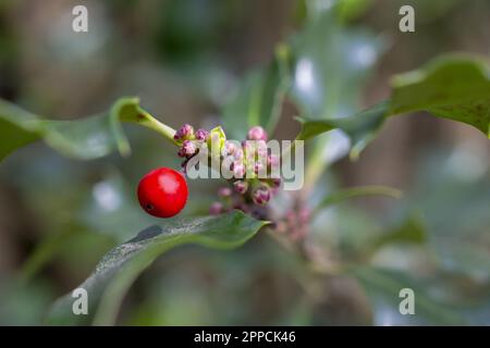 American Holly Ilex Opaca mit roten Beeren. Hochwertiges Foto Stockfoto