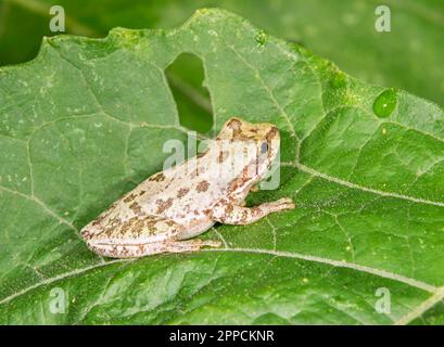 Im Brazos Bend State Park, Texas, USA, versteckt sich ein gefleckter Chorfrosch (Pseudacris clarkii) Stockfoto