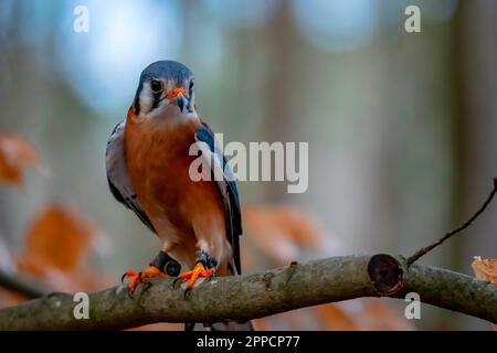 Huntersville, NC, USA. 18. März 2023. Der amerikanische Falke (Falco sparverius), auch Spatzenfalke genannt, ist der kleinste und häufigste Falke in Nordamerika. (Kreditbild: © Walter G. Arce Sr./ZUMA Press Wire) NUR REDAKTIONELLE VERWENDUNG! Nicht für den kommerziellen GEBRAUCH! Stockfoto