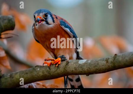 Huntersville, NC, USA. 18. März 2023. Der amerikanische Falke (Falco sparverius), auch Spatzenfalke genannt, ist der kleinste und häufigste Falke in Nordamerika. (Kreditbild: © Walter G. Arce Sr./ZUMA Press Wire) NUR REDAKTIONELLE VERWENDUNG! Nicht für den kommerziellen GEBRAUCH! Stockfoto