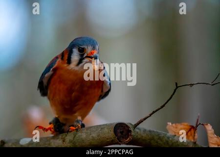 Huntersville, NC, USA. 18. März 2023. Der amerikanische Falke (Falco sparverius), auch Spatzenfalke genannt, ist der kleinste und häufigste Falke in Nordamerika. (Kreditbild: © Walter G. Arce Sr./ZUMA Press Wire) NUR REDAKTIONELLE VERWENDUNG! Nicht für den kommerziellen GEBRAUCH! Stockfoto