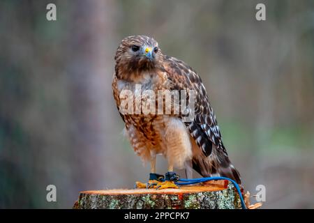 Huntersville, NC, USA. 18. März 2023. Der Rotschulterfalke (Buteo lineatus) ist ein mittelgroßer Buteo. (Kreditbild: © Walter G. Arce Sr./ZUMA Press Wire) NUR REDAKTIONELLE VERWENDUNG! Nicht für den kommerziellen GEBRAUCH! Stockfoto