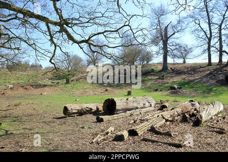 Umgestürzte Bäume und grüne Felder in einer Waldlandschaft Stockfoto