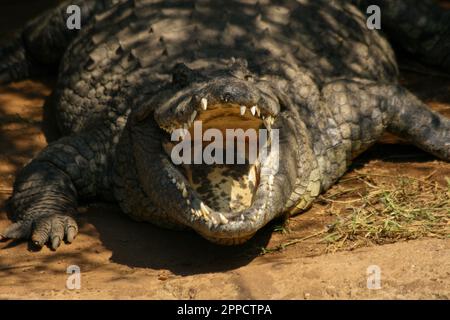 Krokodile sind eine Gruppe von Reptilien mit Knochenschuppen, die in Sümpfen und Gewässern in warmen Regionen leben. Stockfoto