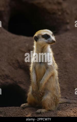 Der Erdmännchen ist ein koloniales fleischfressendes Säugetier, 24 bis 30 cm lang, in Afrika heimisch. Stockfoto