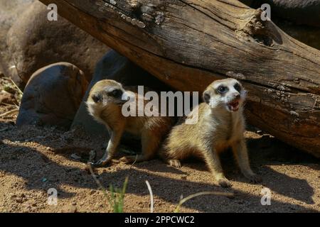 Der Erdmännchen ist ein koloniales fleischfressendes Säugetier, 24 bis 30 cm lang, in Afrika heimisch. Stockfoto